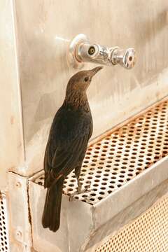 Image of Arabian Chestnut-winged Starling