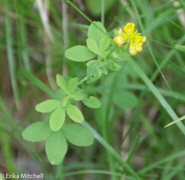 Plancia ëd Trifolium aureum Pollich