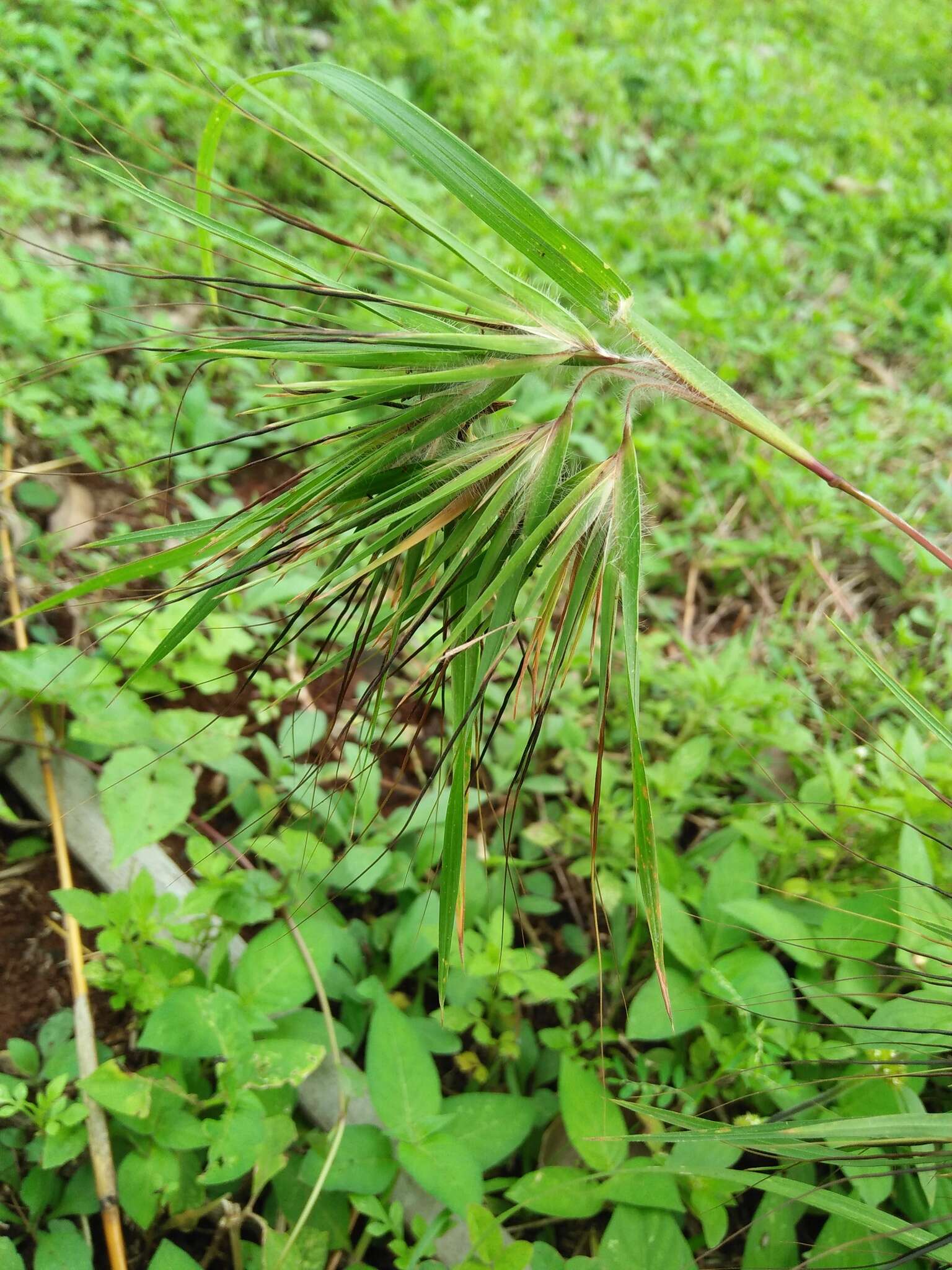 Image of Christmas grass