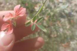 Imagem de Indigofera miniata Ortega