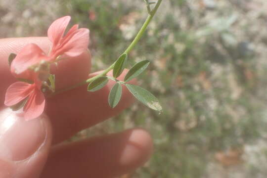 Imagem de Indigofera miniata Ortega