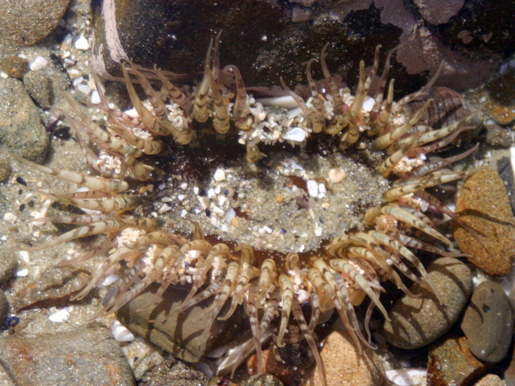 Image of Sand anemone