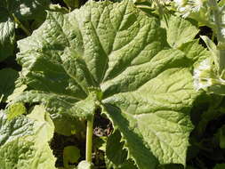 Image of Petasites albus (L.) Gaertn.