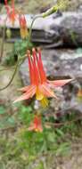 Слика од Aquilegia desertorum (M. E. Jones) Cockerell ex Heller