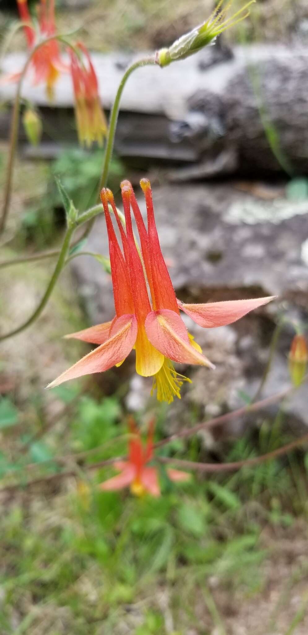 Слика од Aquilegia desertorum (M. E. Jones) Cockerell ex Heller