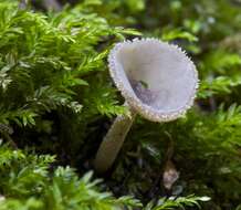 Image de Helvella macropus (Pers.) P. Karst. 1871