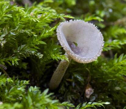 Imagem de Helvella macropus (Pers.) P. Karst. 1871