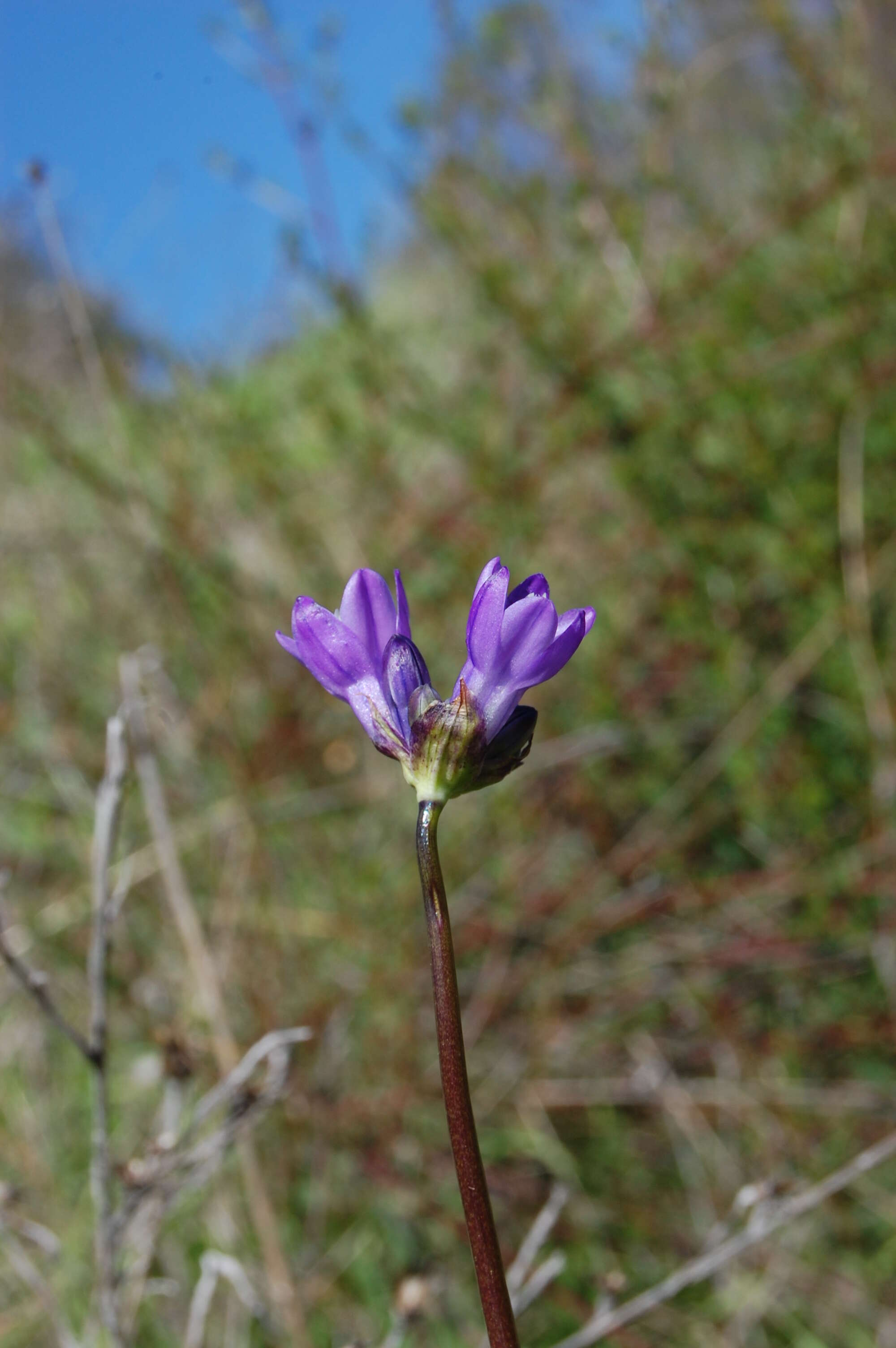 صورة Dichelostemma capitatum (Benth.) Alph. Wood