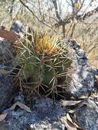 Ferocactus glaucescens (DC.) Britton & Rose resmi