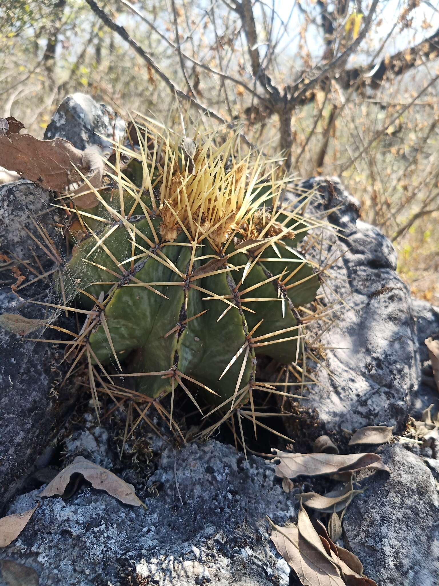 Ferocactus glaucescens (DC.) Britton & Rose resmi