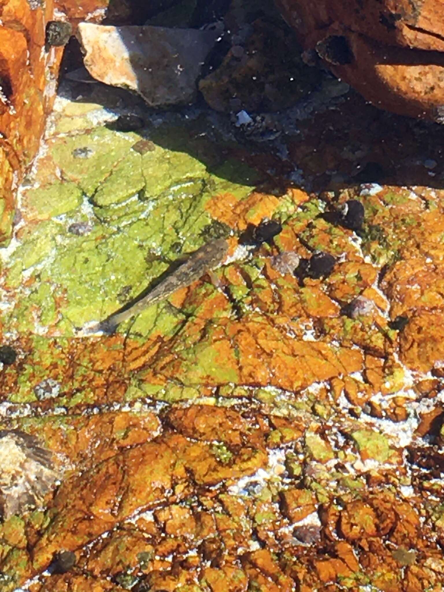 Image of Barehead goby