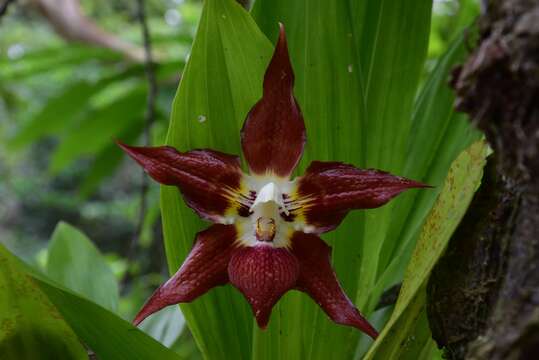 Huntleya wallisii (Rchb. fil.) Rolfe resmi