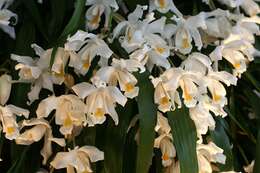 Coelogyne cristata Lindl. resmi