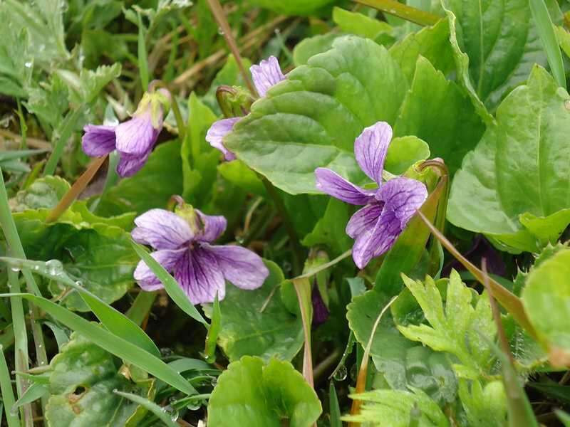 Слика од Viola langsdorfii subsp. sachalinensis W. Becker