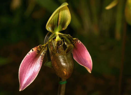 Image of Bullen's Paphiopedilum