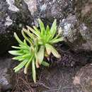 Image of Dudleya virens subsp. extima Reid Moran