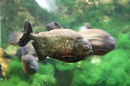 Image of Red-bellied piranha