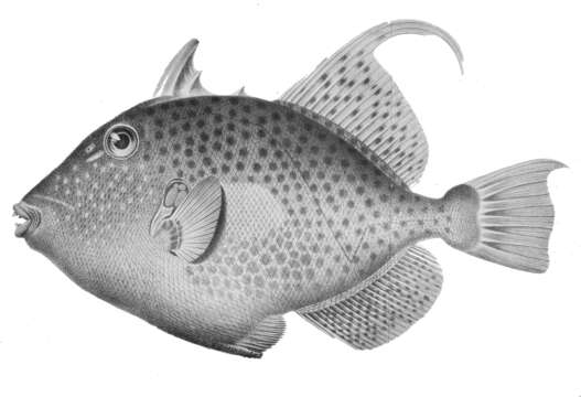 Image of Bluespotted Triggerfish