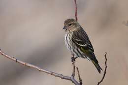 Image of Pine Siskin