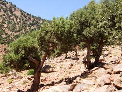 Imagem de Juniperus thurifera L.