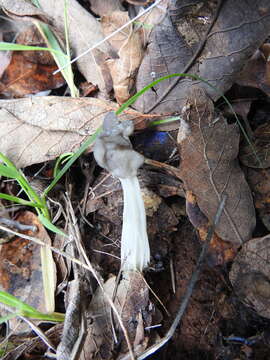 Image of Helvella maculata N. S. Weber 1975