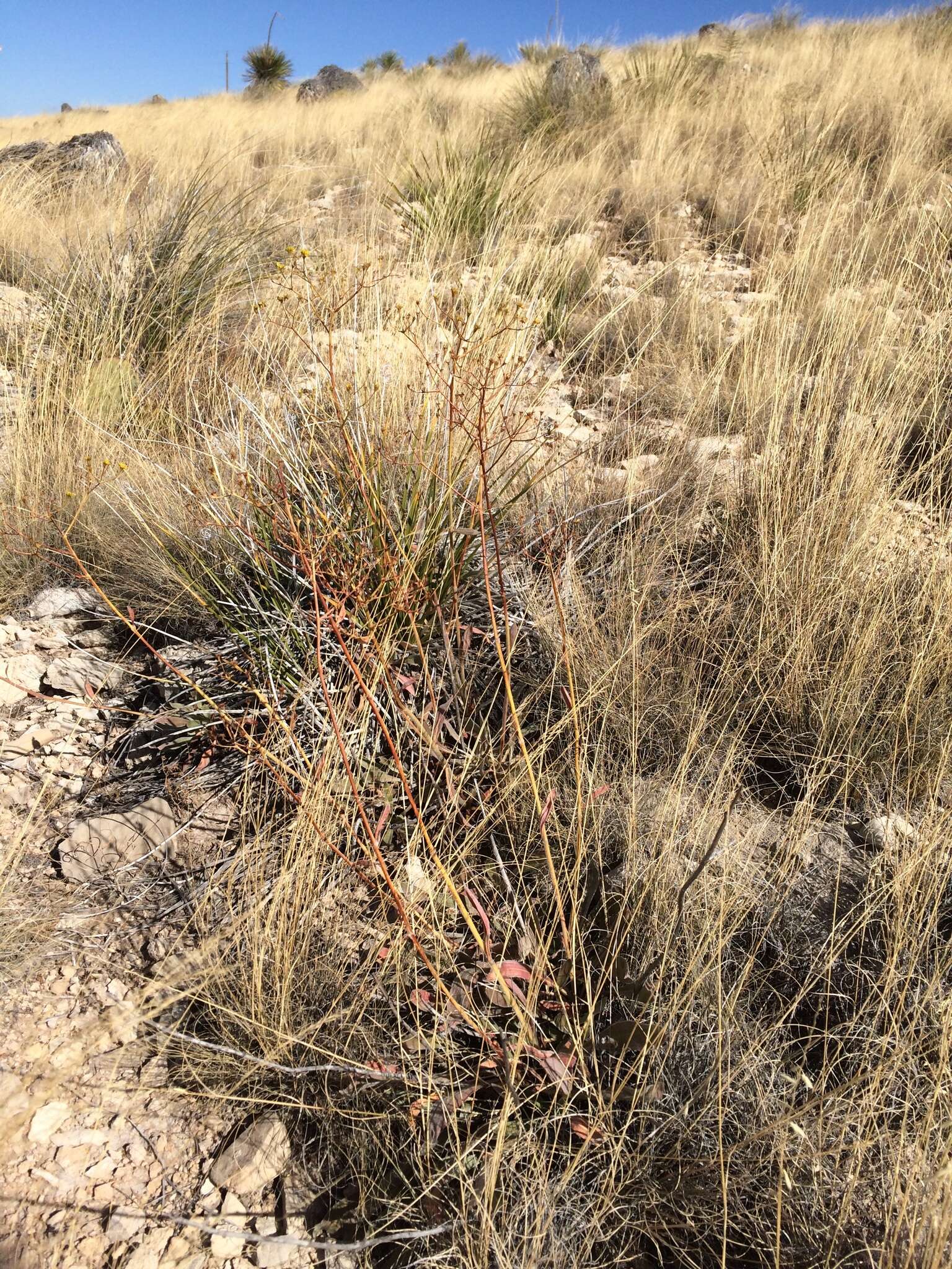 Image of Eriogonum hieracifolium Benth.