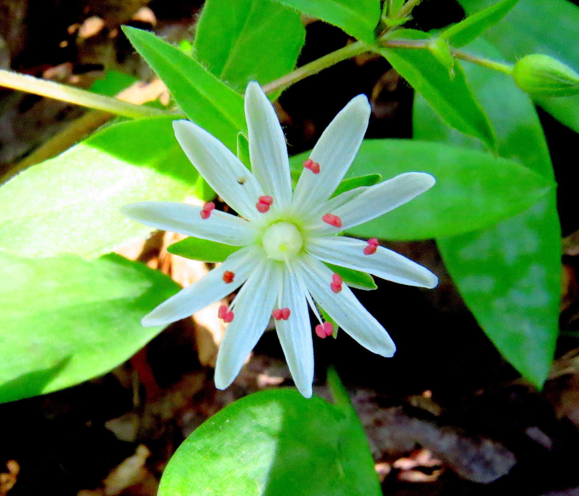 Image of star chickweed