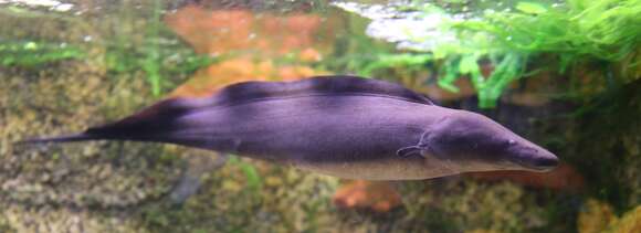 Image of aba knifefish
