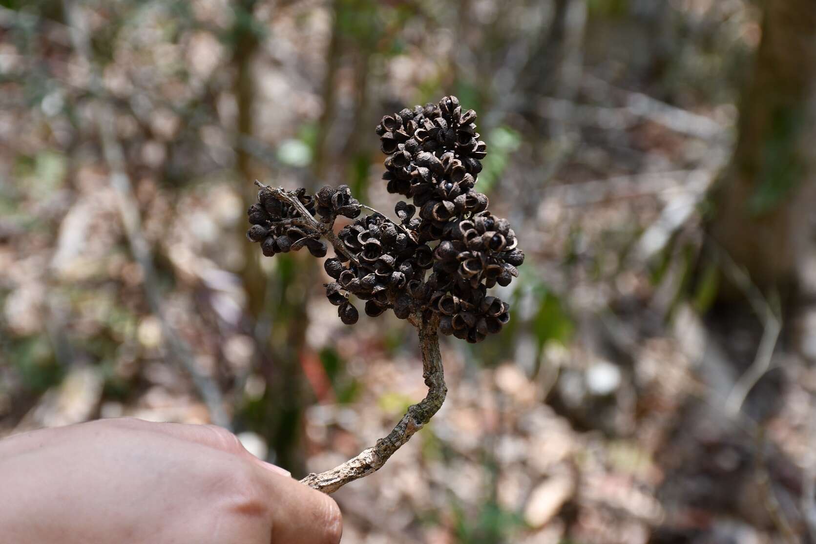 Imagem de Zanthoxylum quassiifolium (J. D. Sm.) Standl. & Steyerm.