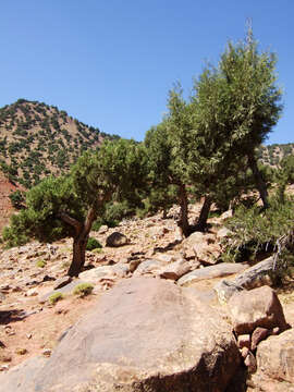 Juniperus thurifera L.的圖片