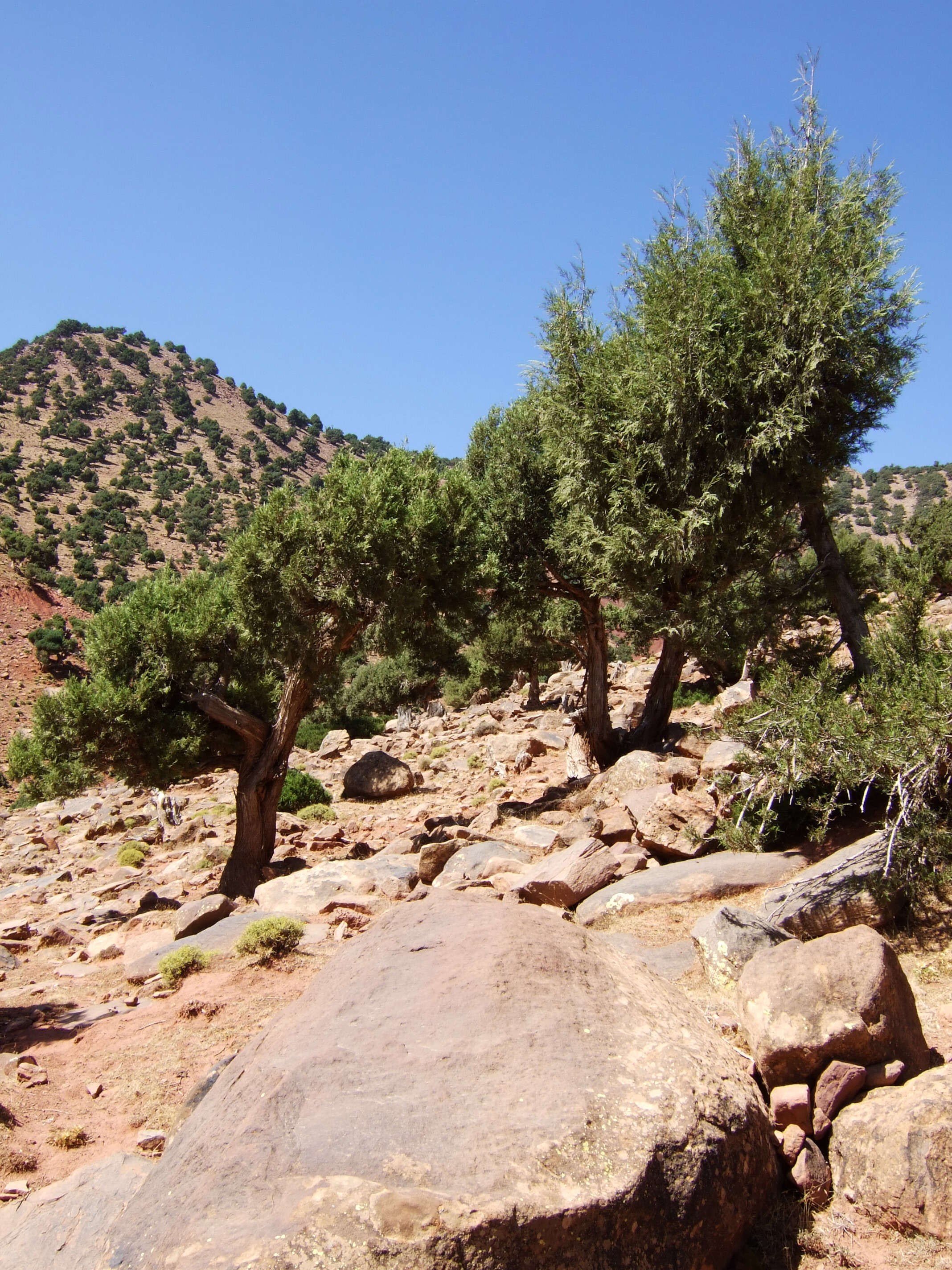 Слика од Juniperus thurifera L.