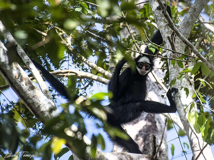 Image of White-cheeked Spider Monkey