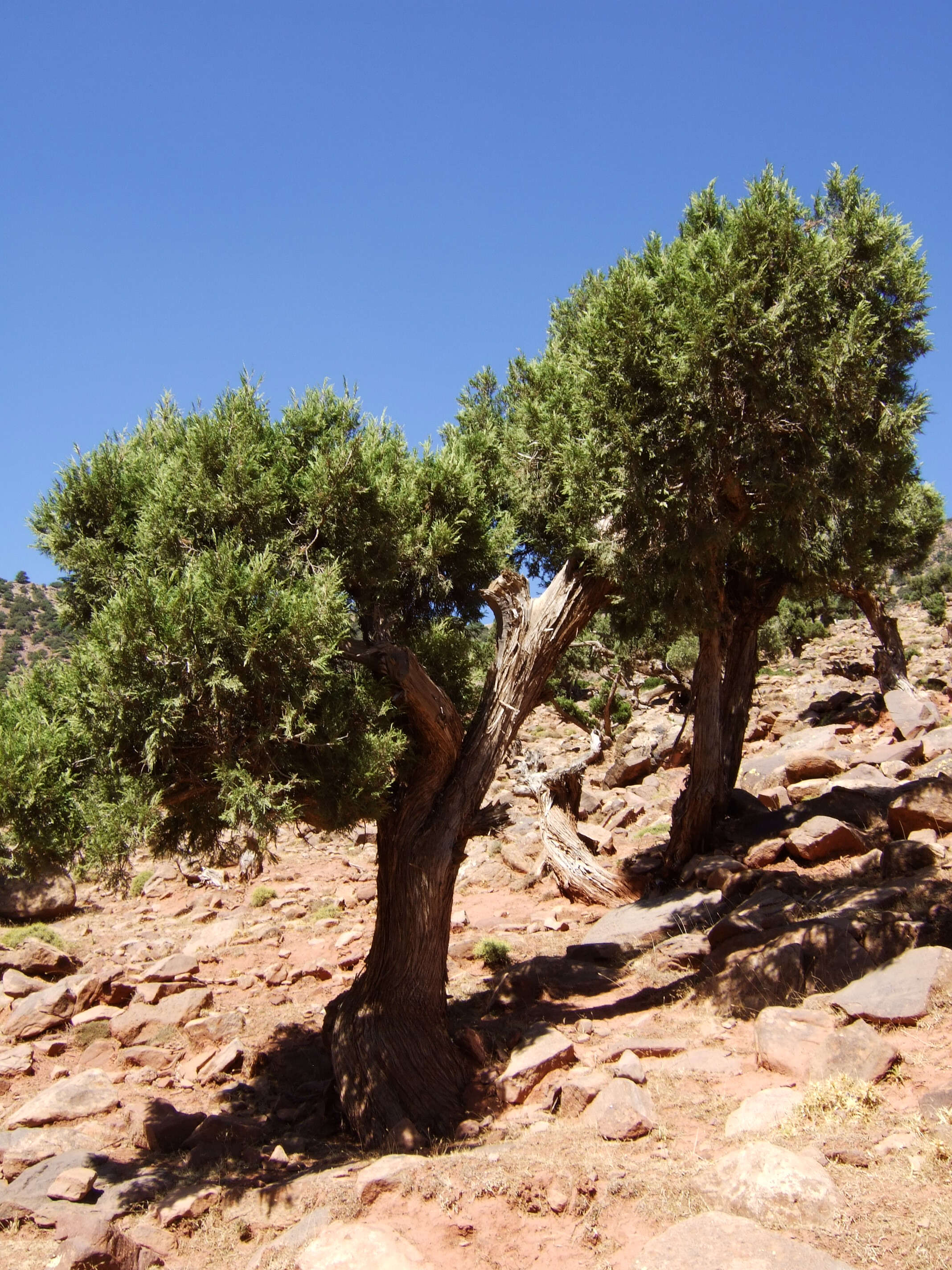 Imagem de Juniperus thurifera L.