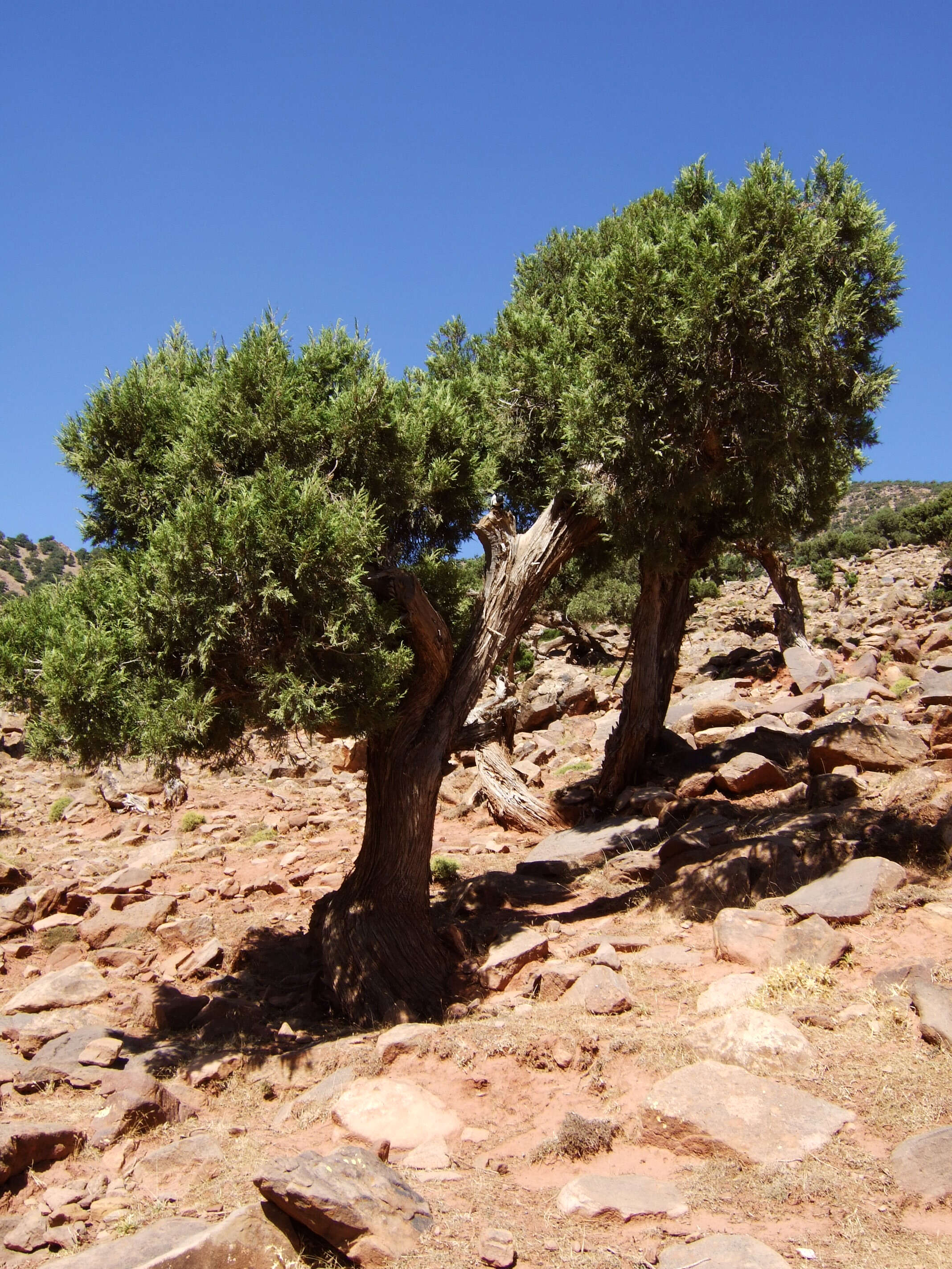 Imagem de Juniperus thurifera L.