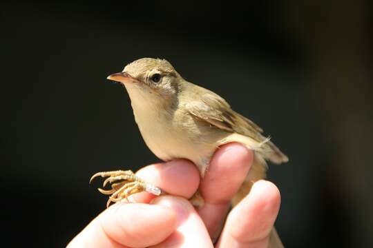 Image of Marsh Warbler