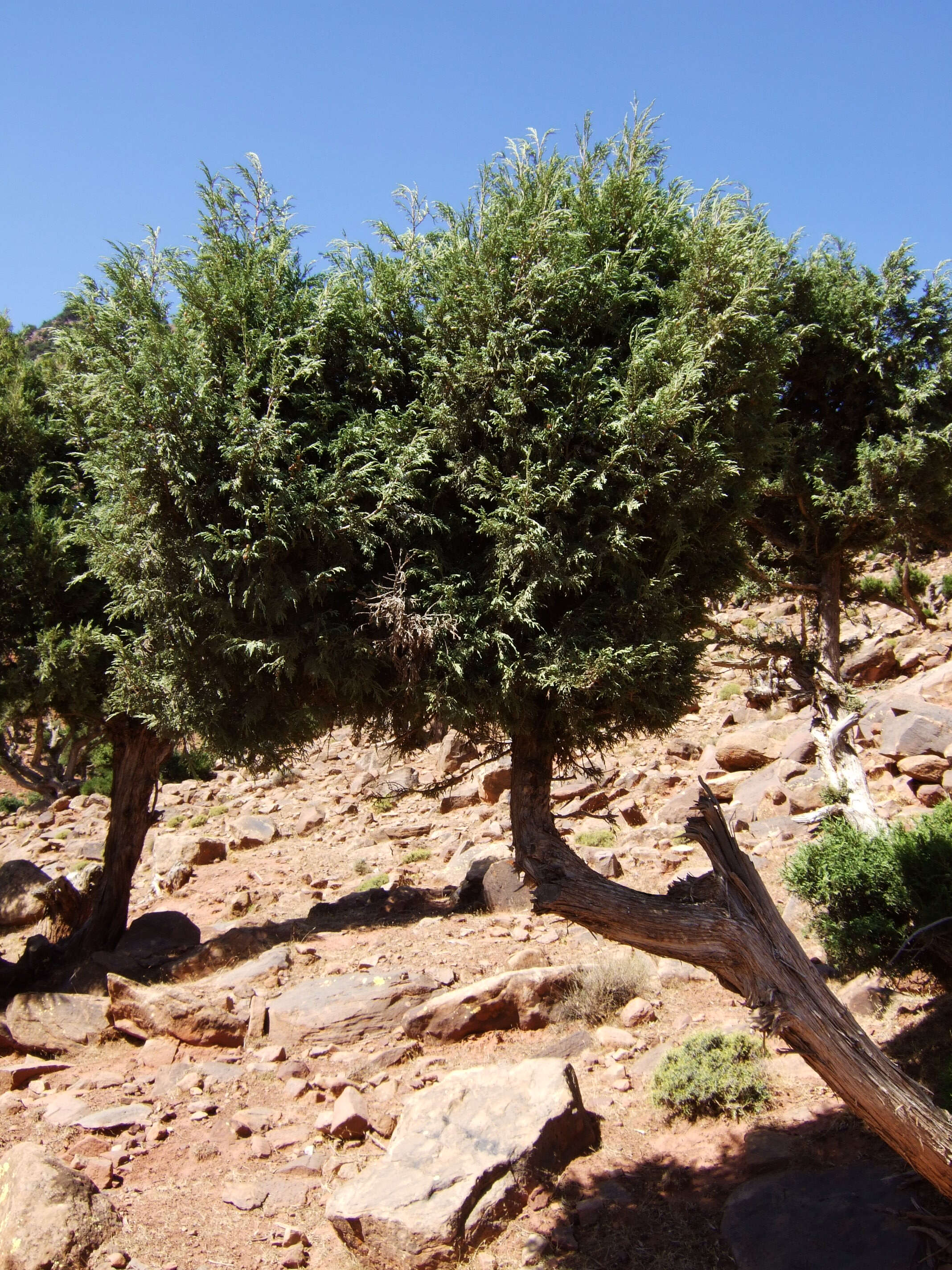 Imagem de Juniperus thurifera L.