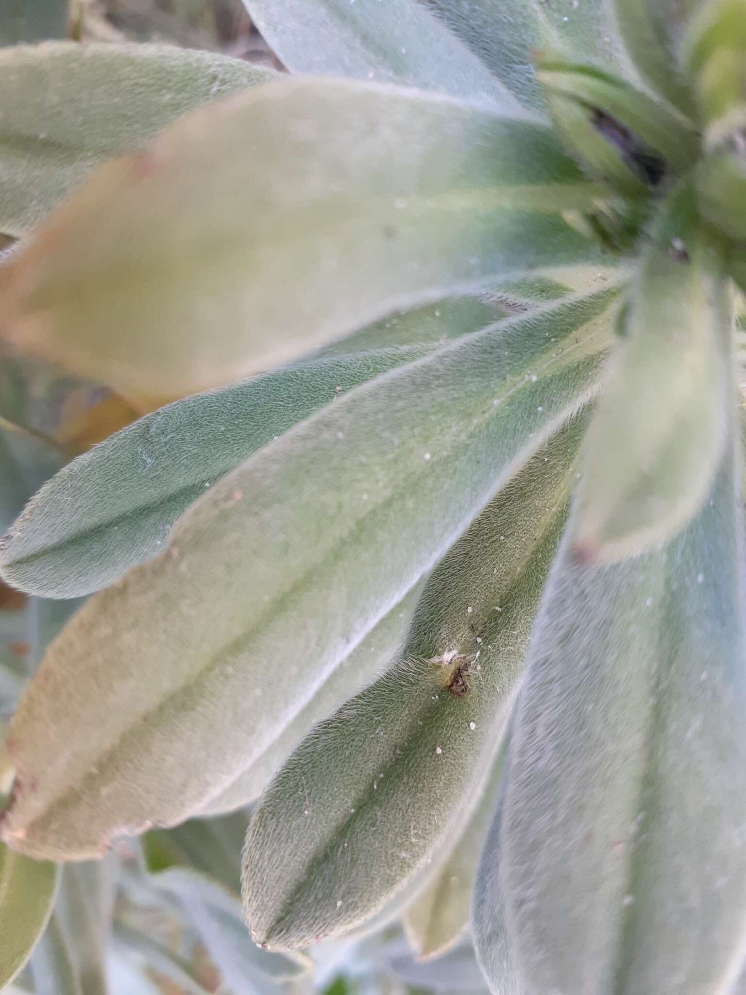 Image of Lobostemon montanus (DC.) Buek