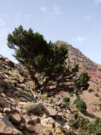 Imagem de Juniperus thurifera L.