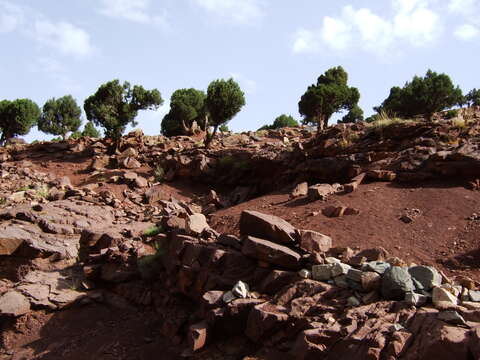 Слика од Juniperus thurifera L.