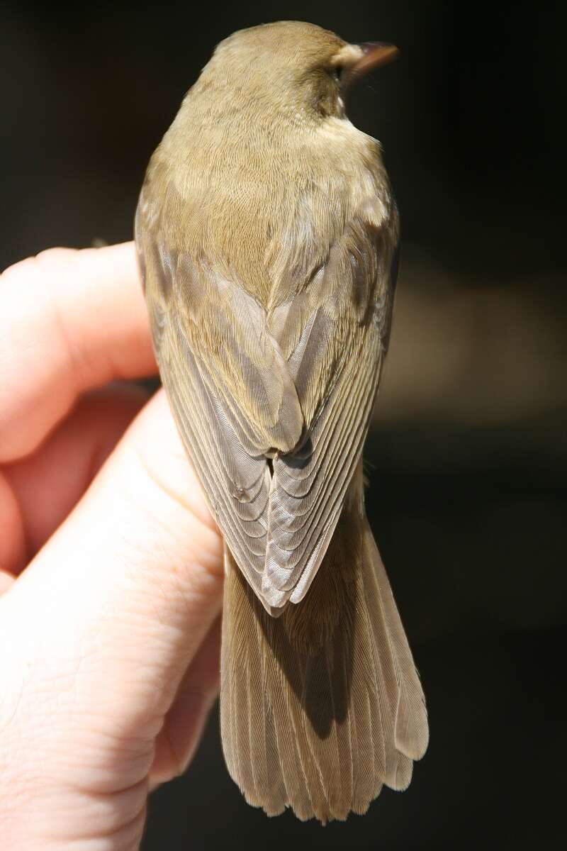 Image of Marsh Warbler