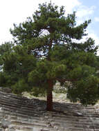 Image of Brutia Pine