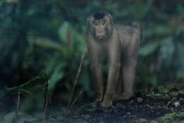 Image of Pig-Tail Macaque