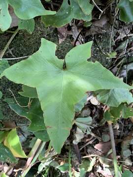 Plancia ëd Asplenium hemionitis L.