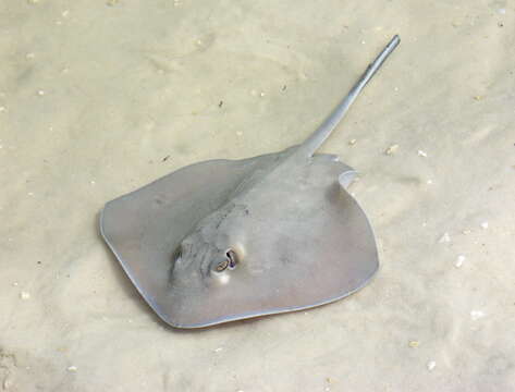 Image of Southern stingray