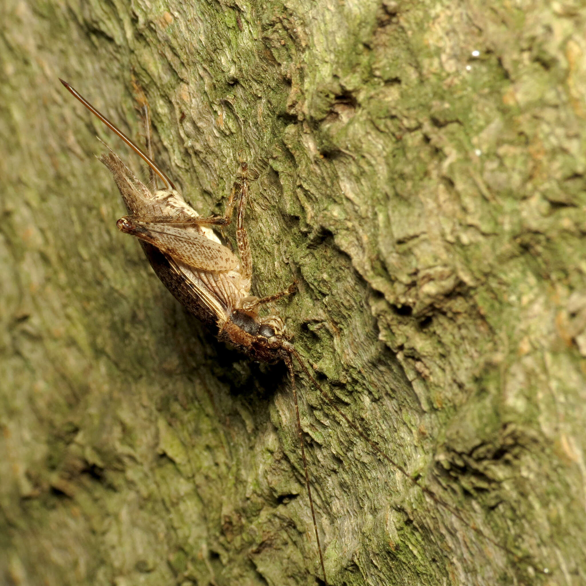 Image of Jumping Bush Cricket