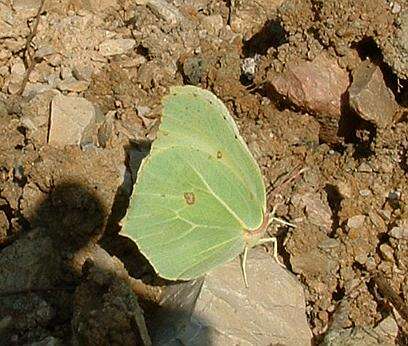 Imagem de Gonepteryx rhamni (Linnaeus 1758)