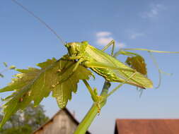 Image of Great green bushcricket