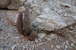 Image de Ceropegia pedicellata (Schinz) Bruyns