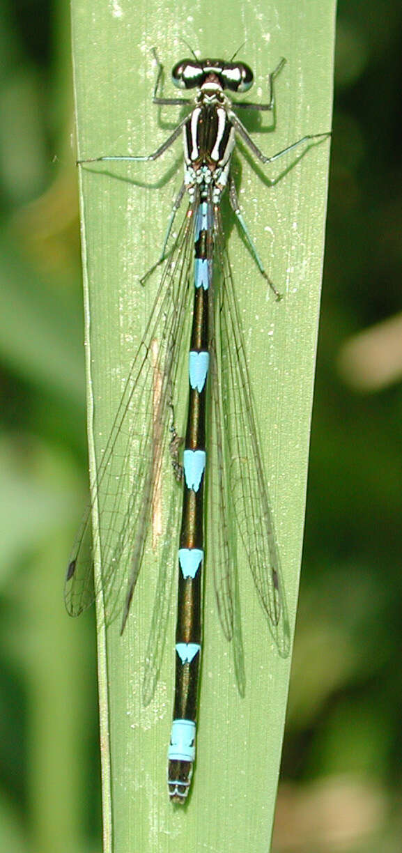 Image of Variable Bluet