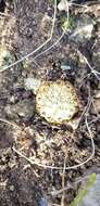 Image of rhinoceros cactus